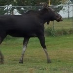 Moose in Sandpoint Idaho